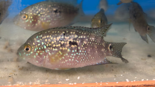 Jack Dempsey Cichlid (Blue jean carrier)