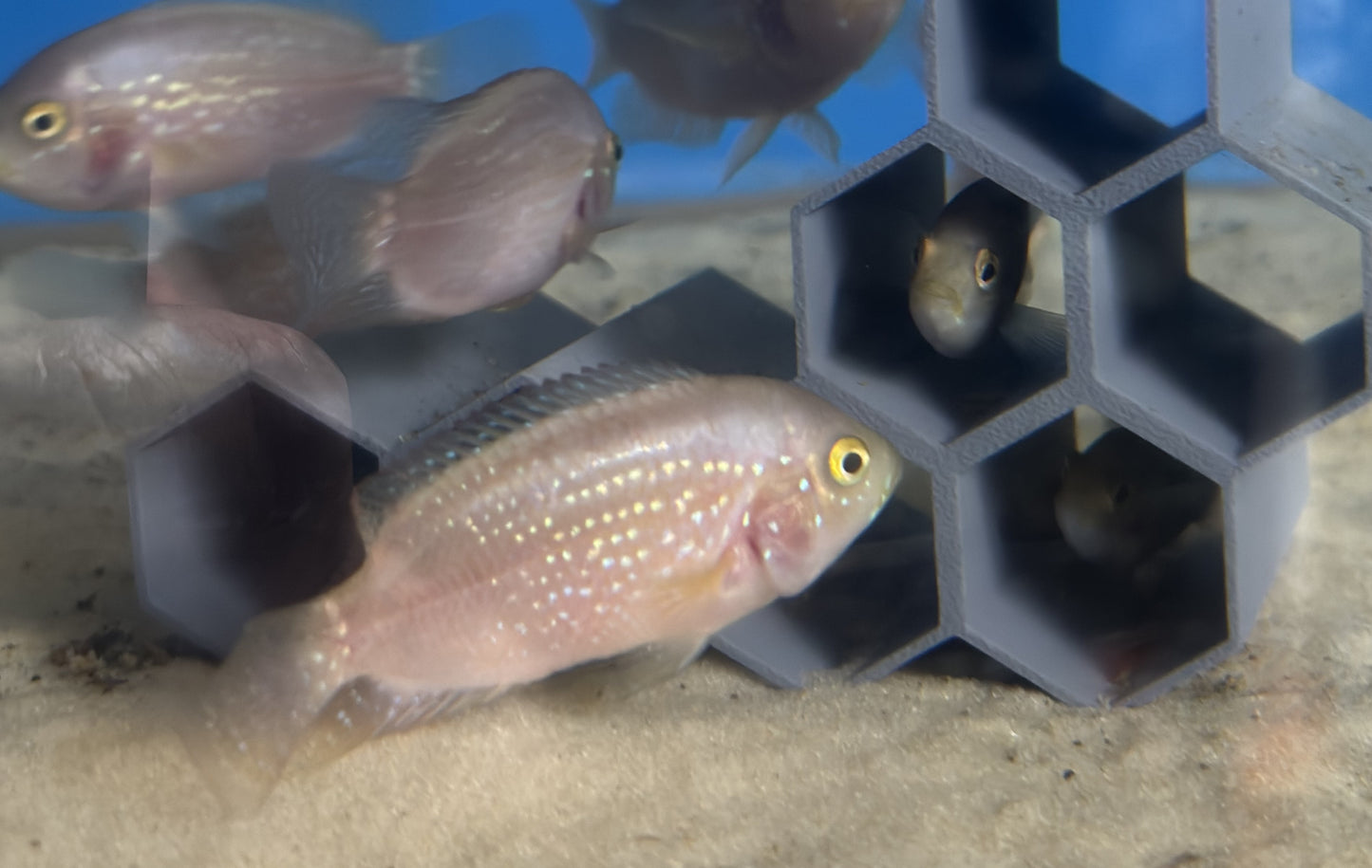 Gold Jack Dempsey Cichlid