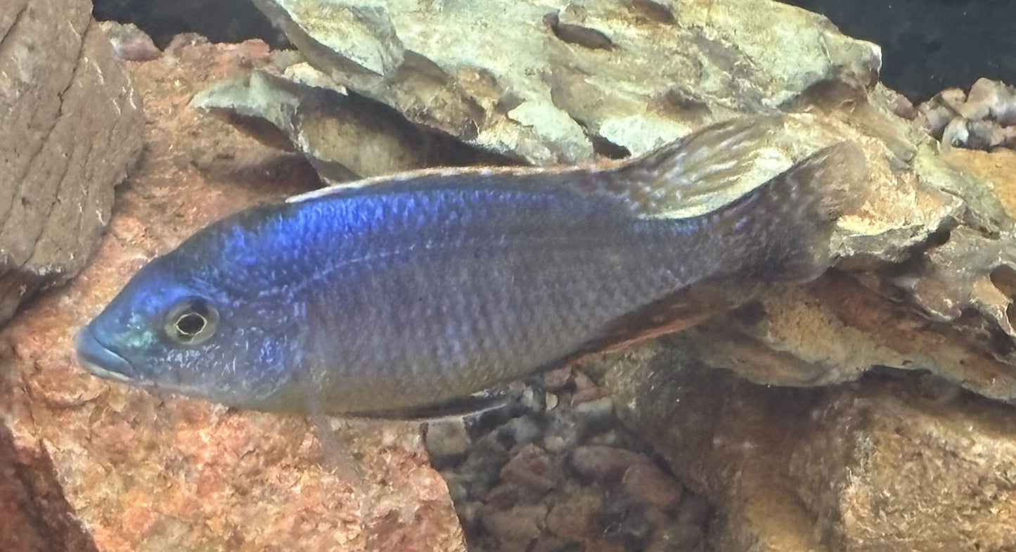 Sulfurhead or sulfurhead peacock African cichlid