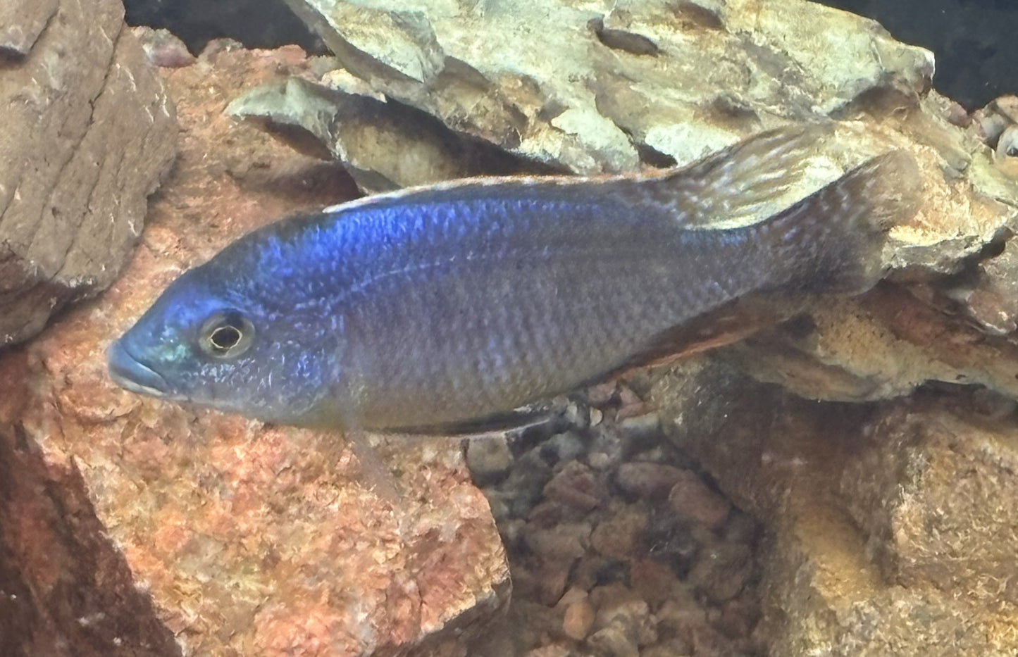 Sulfurhead or sulfurhead peacock African cichlid