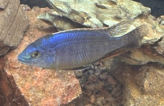 Sulfurhead or sulfurhead peacock African cichlid