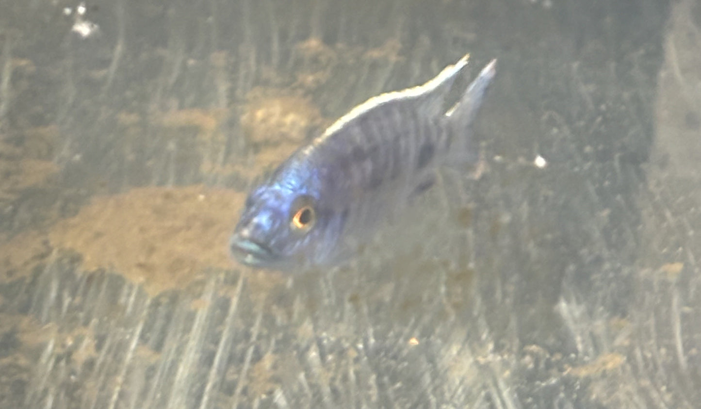 Sulfurhead or sulfurhead peacock African cichlid