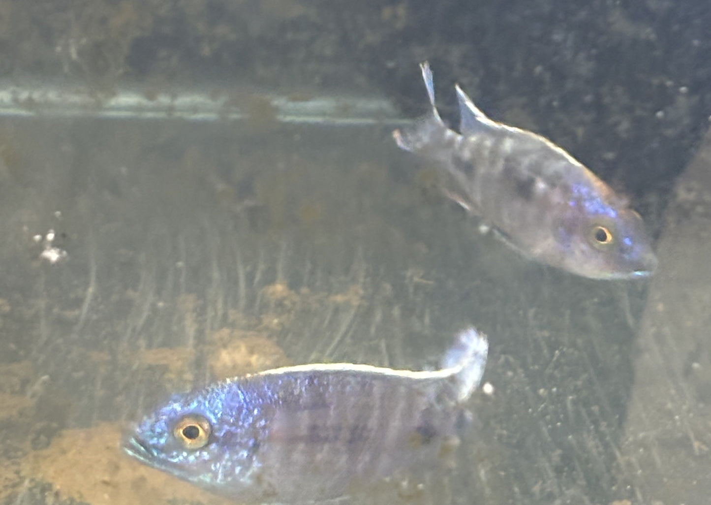 Sulfurhead or sulfurhead peacock African cichlid