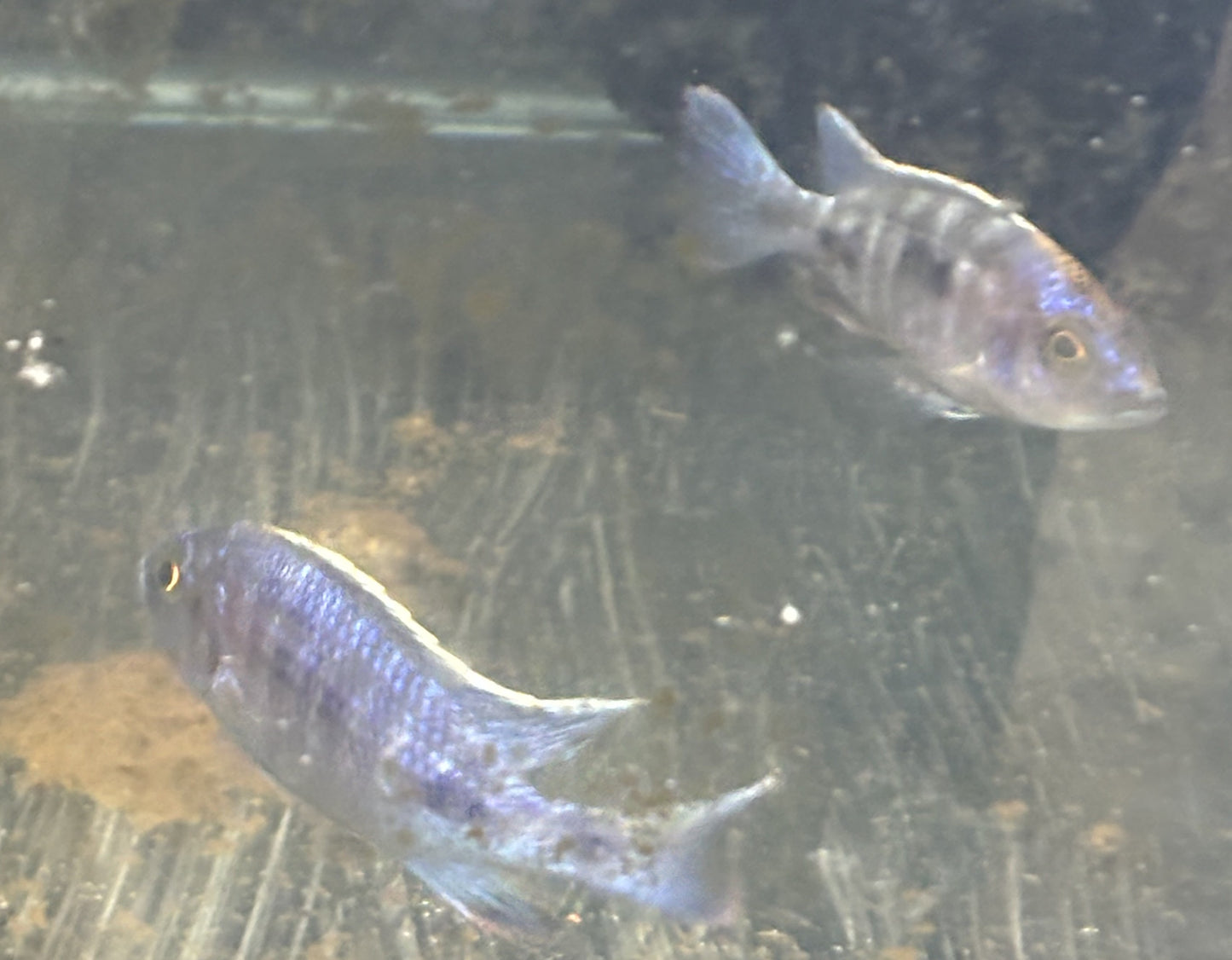 Sulfurhead or sulfurhead peacock African cichlid