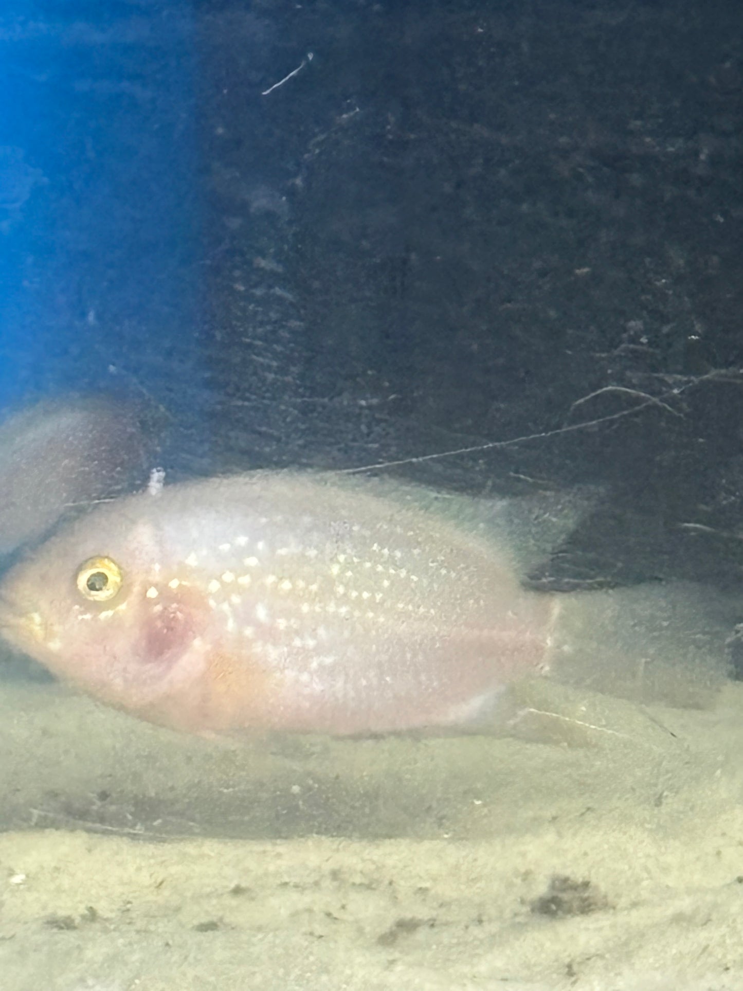 Gold Jack Dempsey Cichlid