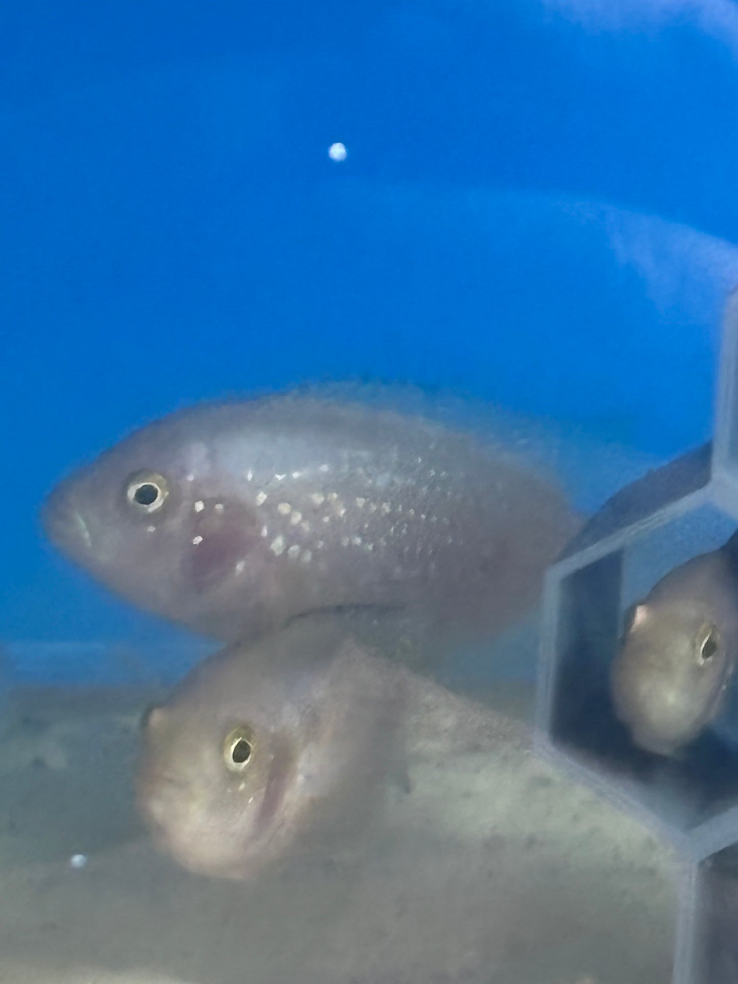 Jack Dempsey Cichlid (Blue jean carrier)