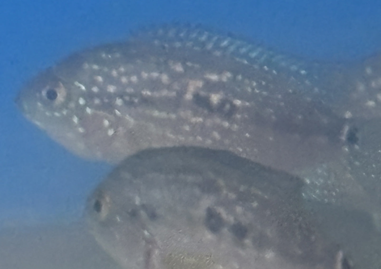 Jack Dempsey Cichlid (Blue jean carrier)