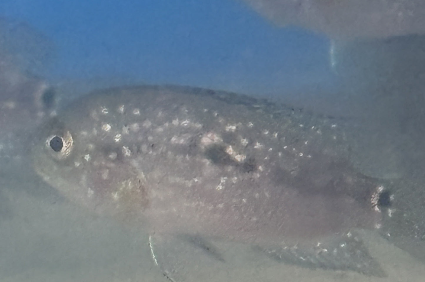 Jack Dempsey Cichlid (Blue jean carrier)