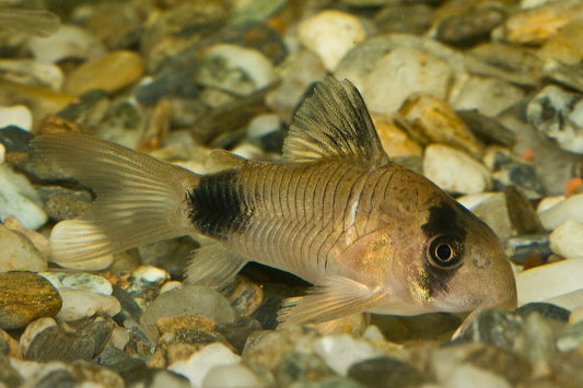 Panda Corydoras catfish  tank bred and raised 1in