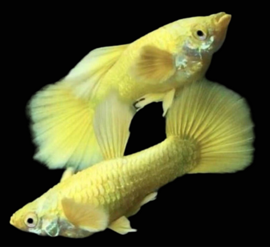 24k Gold Fancy guppies Tank bred and raised