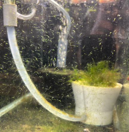 auto egg catcher 5x3