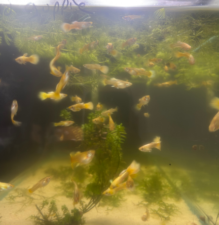 Gold Fancy guppies Tank bred and raised