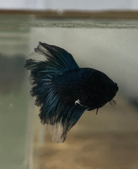 Bumblebee Betta - B14 Tank bred and raised