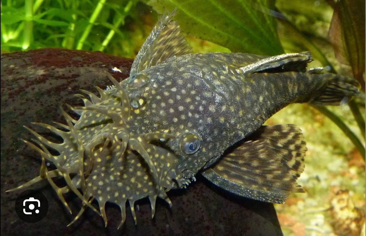 Common Bristle nose pleco 2-3in
