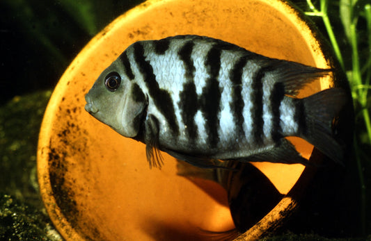 convict cichlid  1-2 inch