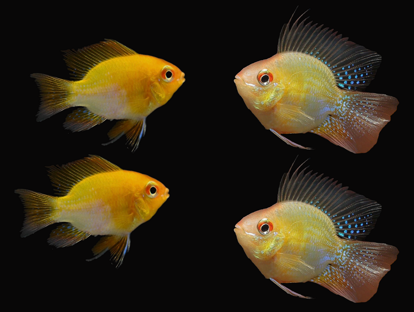 Gold Short Body Ram Cichlid Tank Bread and Raised