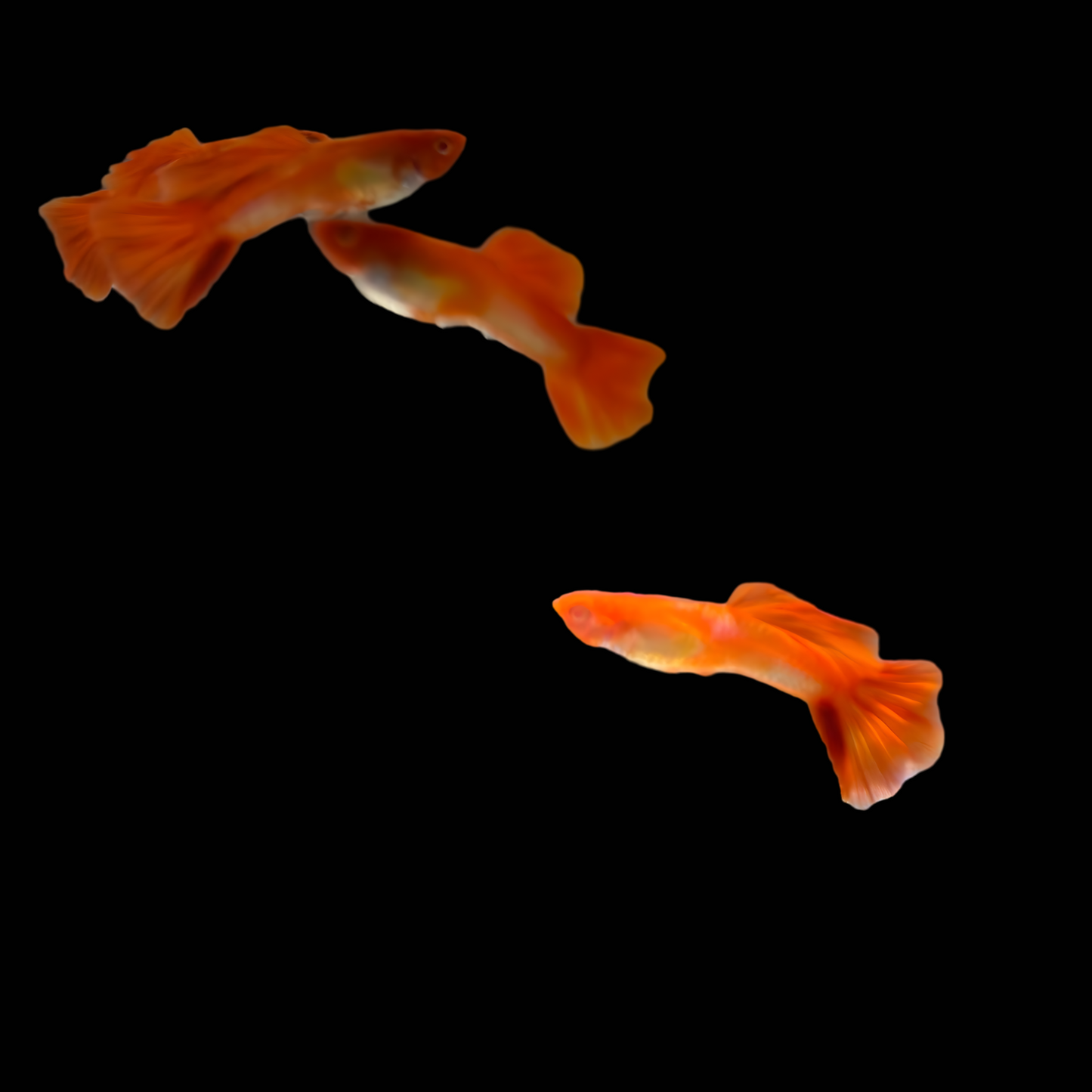 Albino Koi Fancy guppies Tank bred and raised