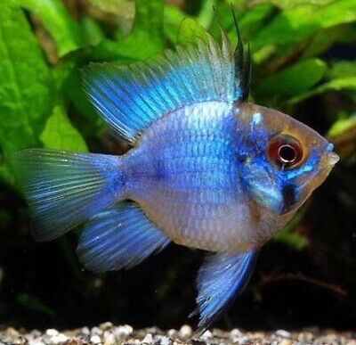 Electric Blue Short Body Ram Cichlid Tank Bread and Raised
